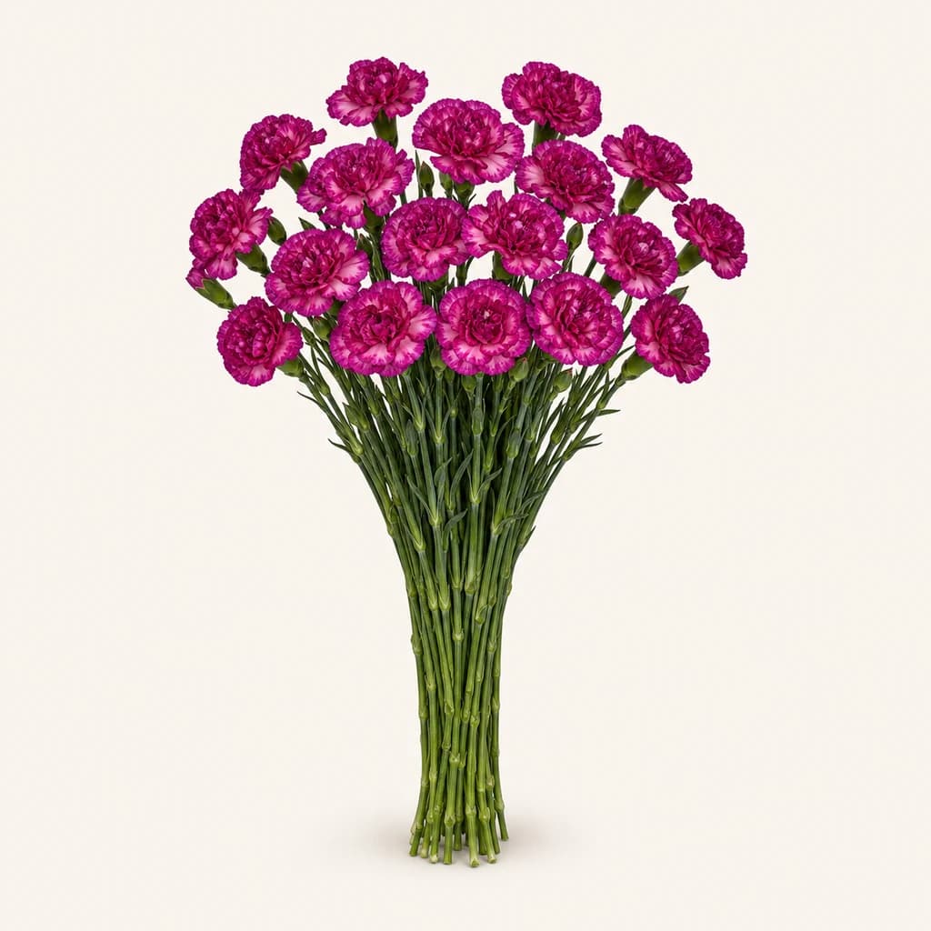 Caravel Mini Daia Púrpura, lote de 20 talos (Dianthus caryophyllus)