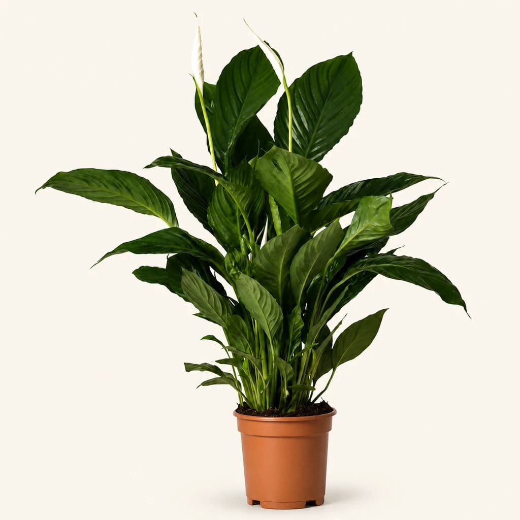 Spathiphyllum Vivaldi