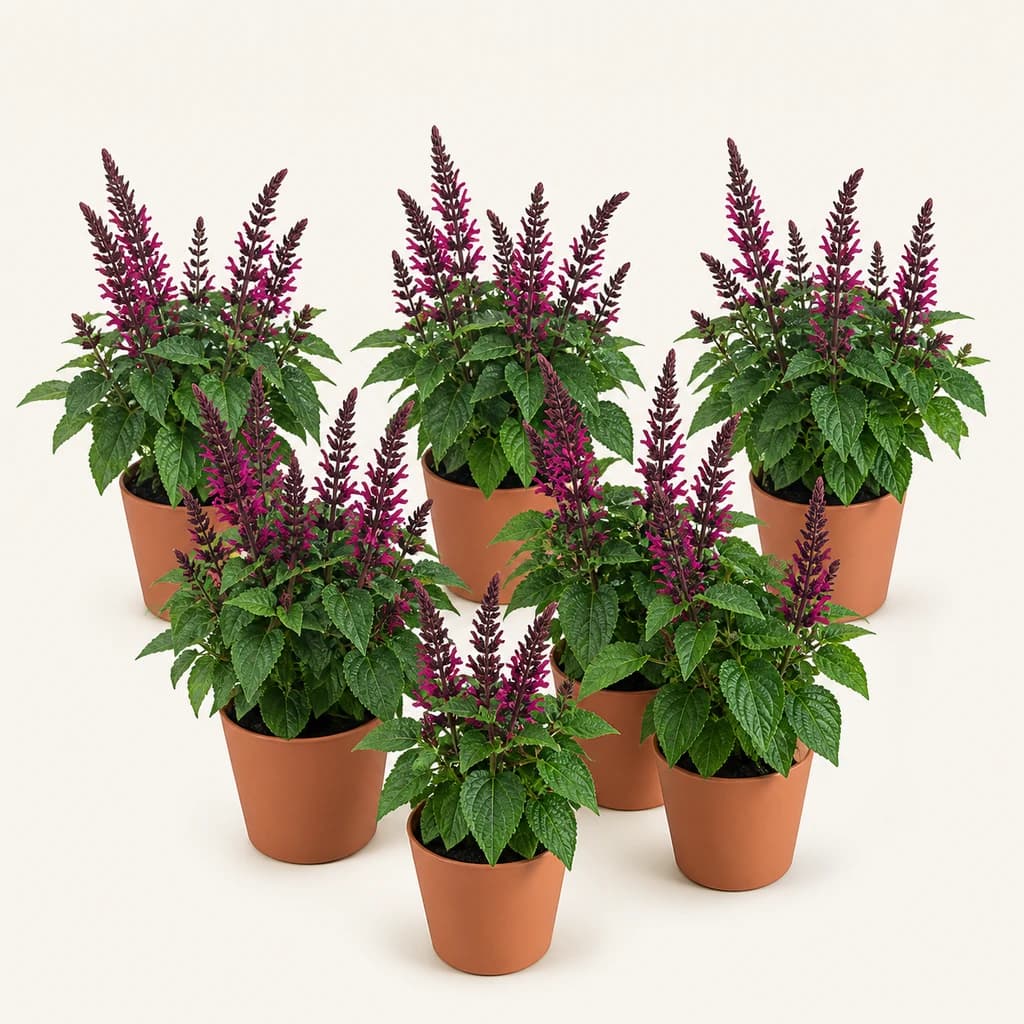 Salvia Lake Flamingo
