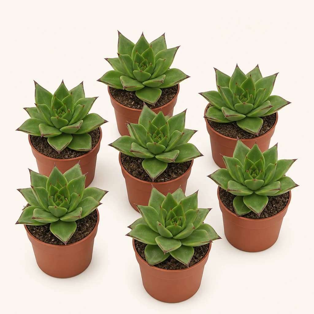 Echeveria agavoides Ebony