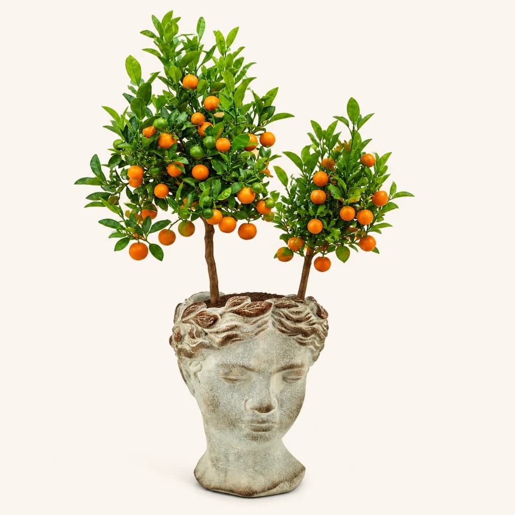 Calamondí (Mini Taronger) en Test
