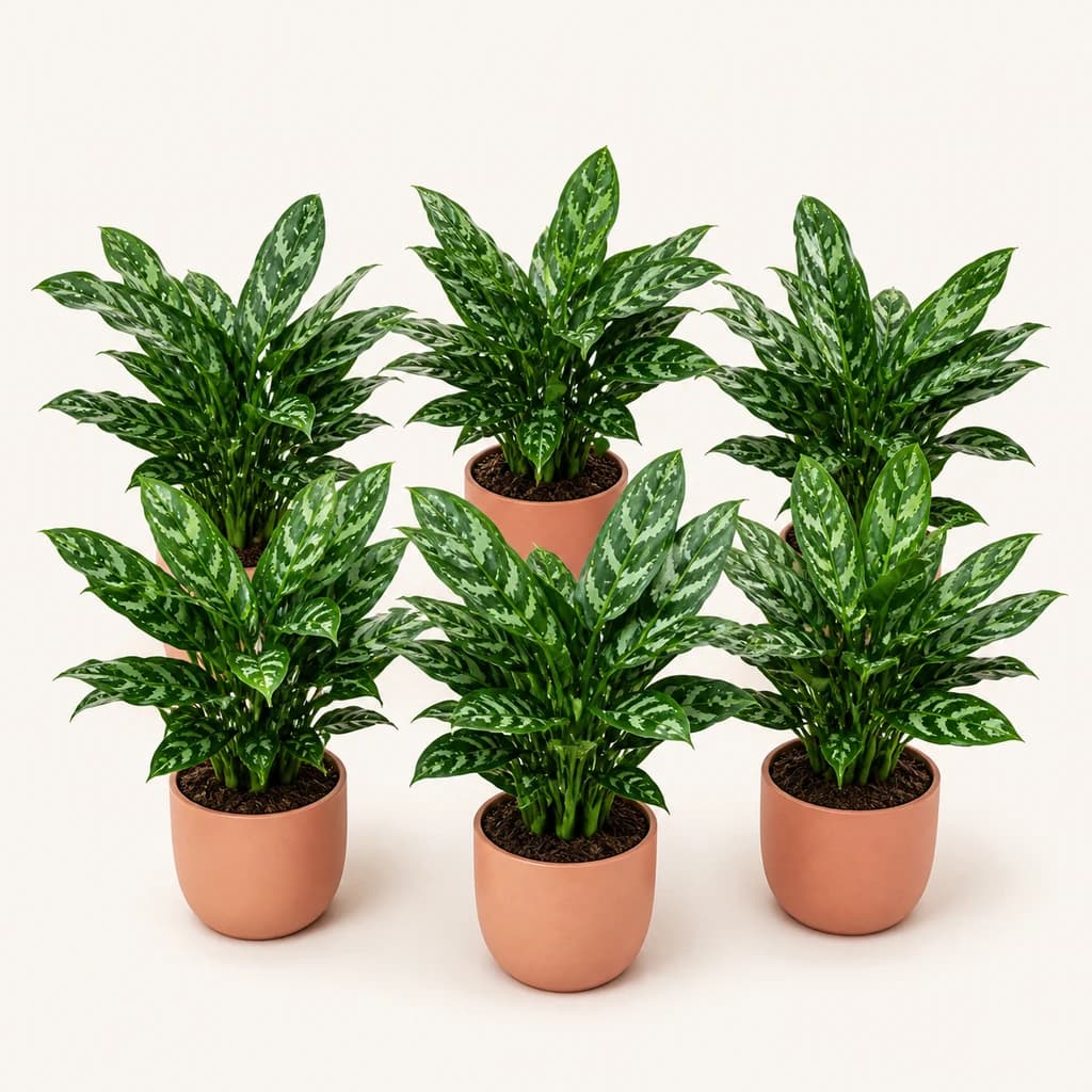 Aglaonema Maria (Siempreverde China) 45 cm