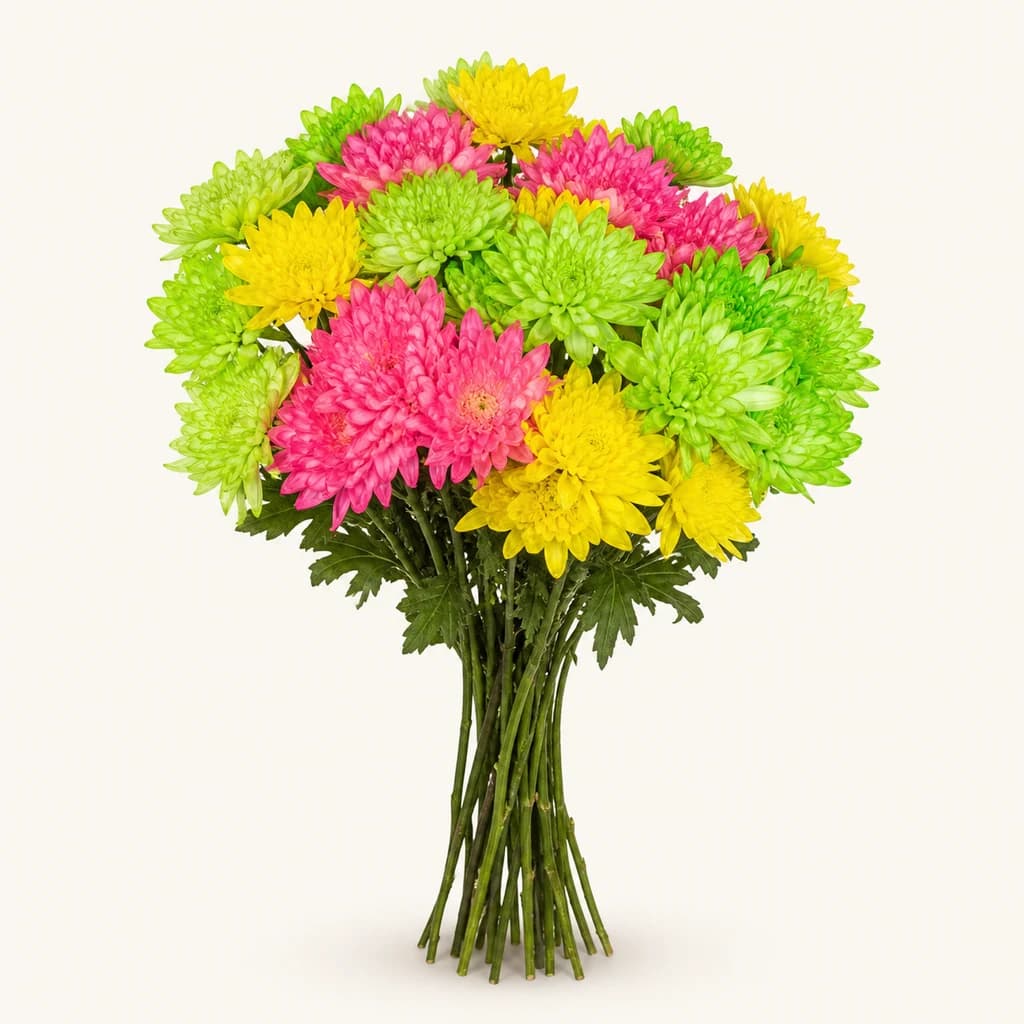 Painted Mix krisantemoa (Chrysanthemum)