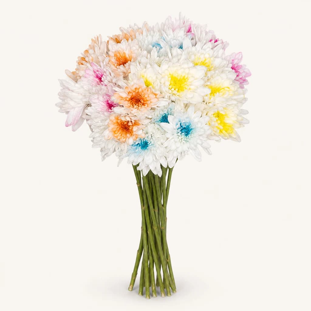 20 Krisantemo Margotu Mix 3 (Chrysanthemum)