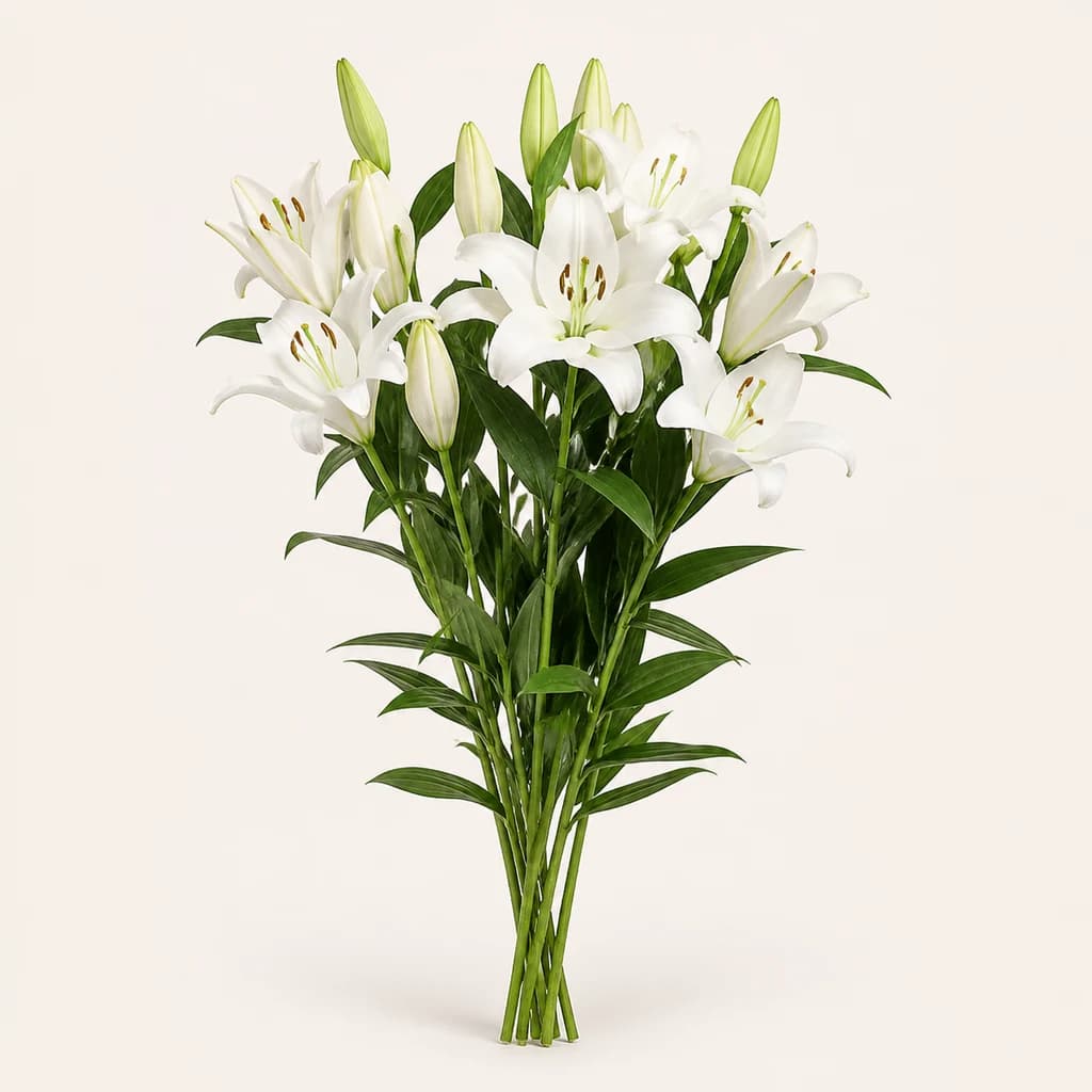 Lys Oriental Zambesi (Lilium)