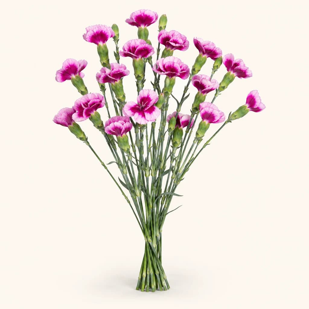 Ramo de 20 cravos Solomio Gio bicolor (Dianthus caryophyllus)