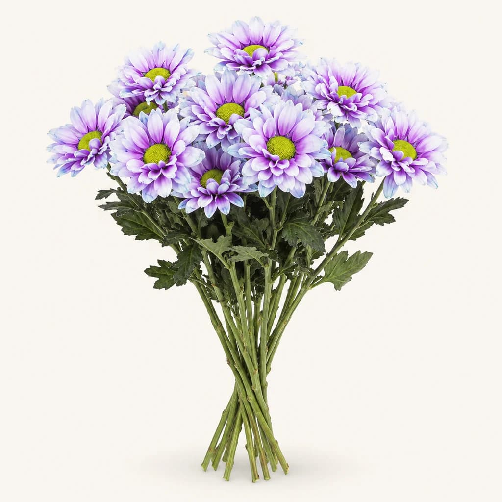 10 Krisantemo Margotu Light Violet (Chrysanthemum)