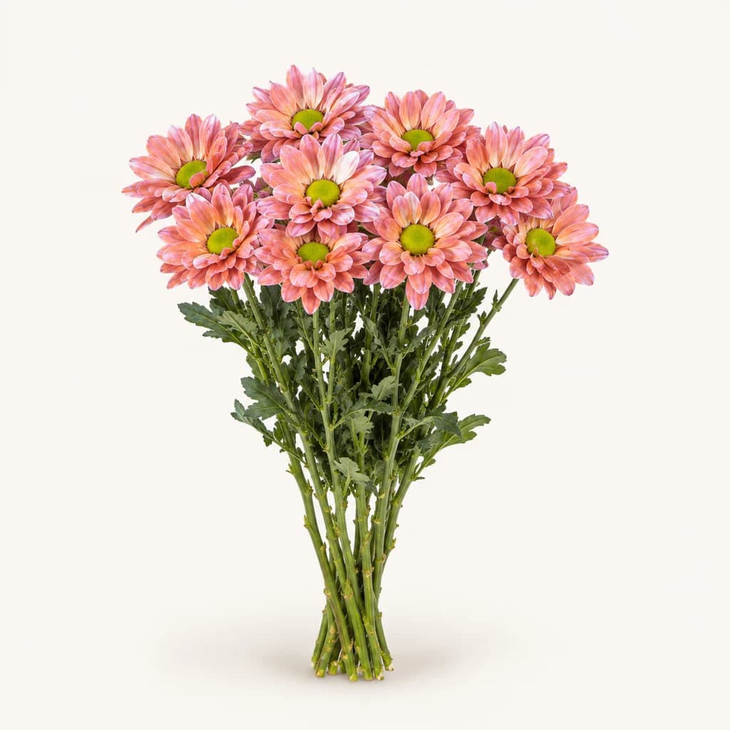10 Krisantemo Margotu Galaxy (Chrysanthemum)