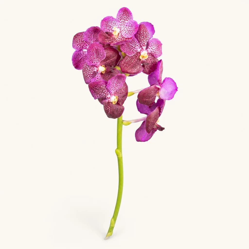 Orchidée Vanda Red Dragon fuchsia, 1 tige