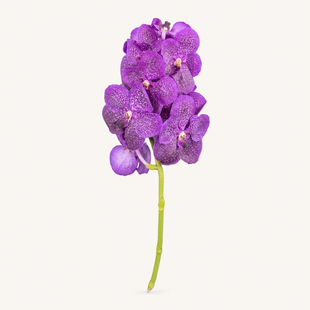 Orquídea Vanda Excel Blue violeta, 1 tallo