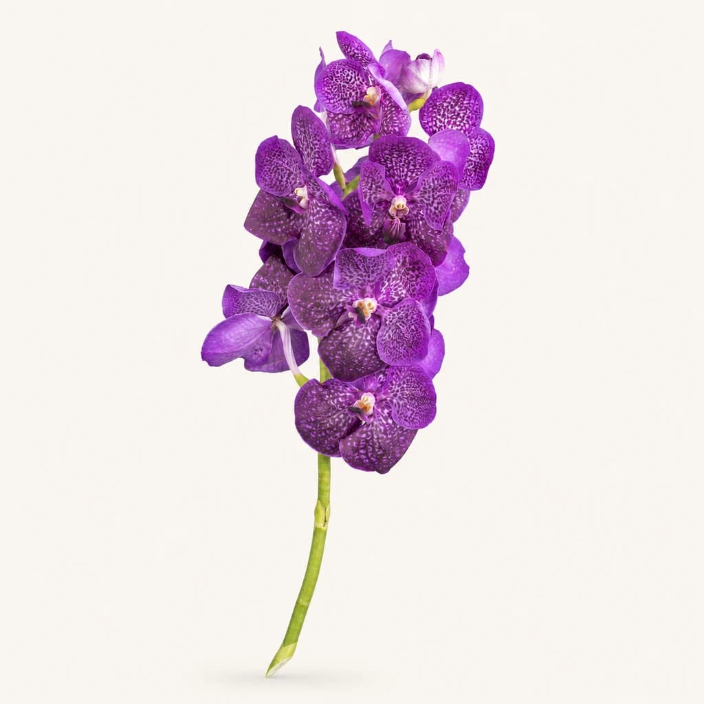 Vanda Dark Purple violet, 1 tige
