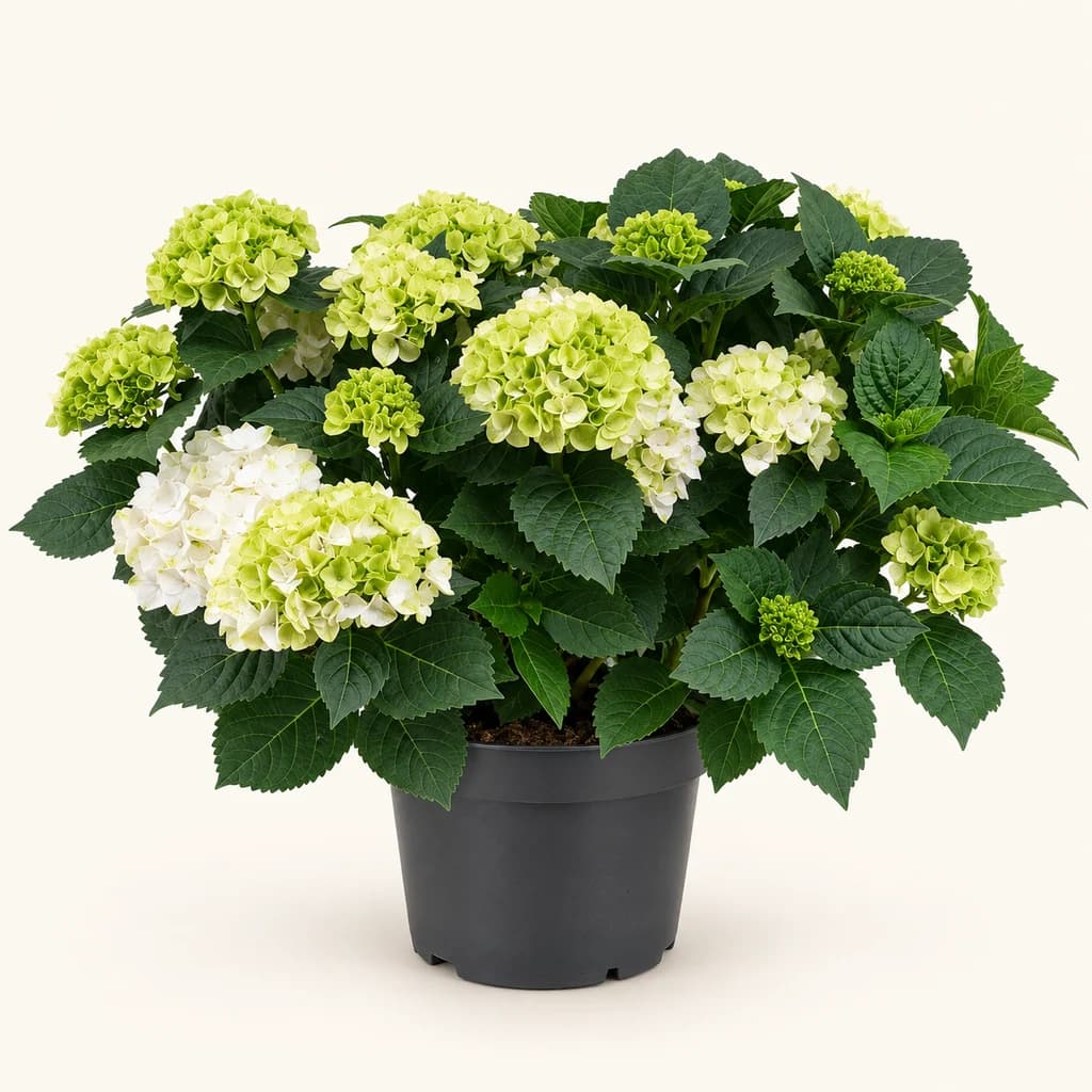 Hortensia Hi Frost branca (Hydrangea), 1 planta