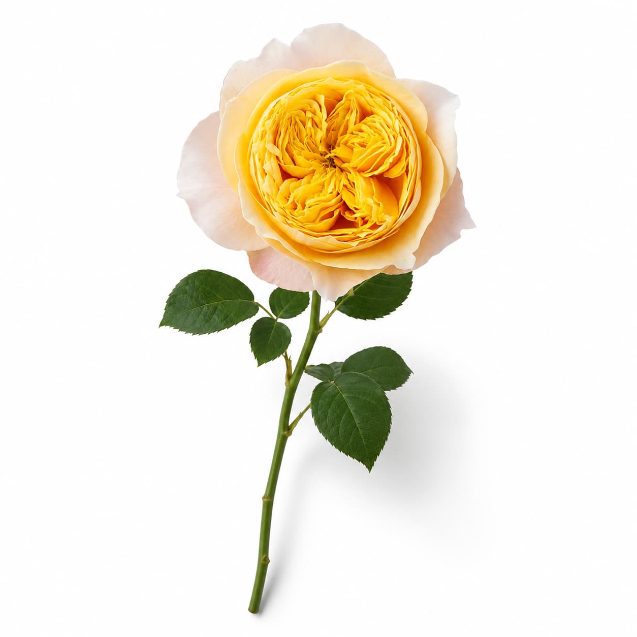 Rosa de jardí Golden Vuvuzela préssec