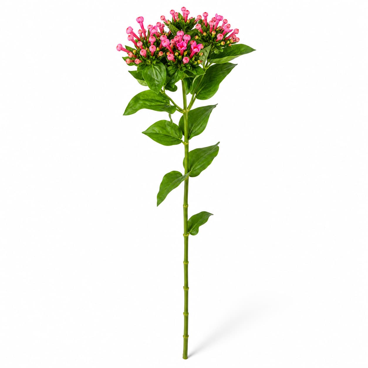 Bouvardia Royal Roza fuchsia, lot de 10 tiges