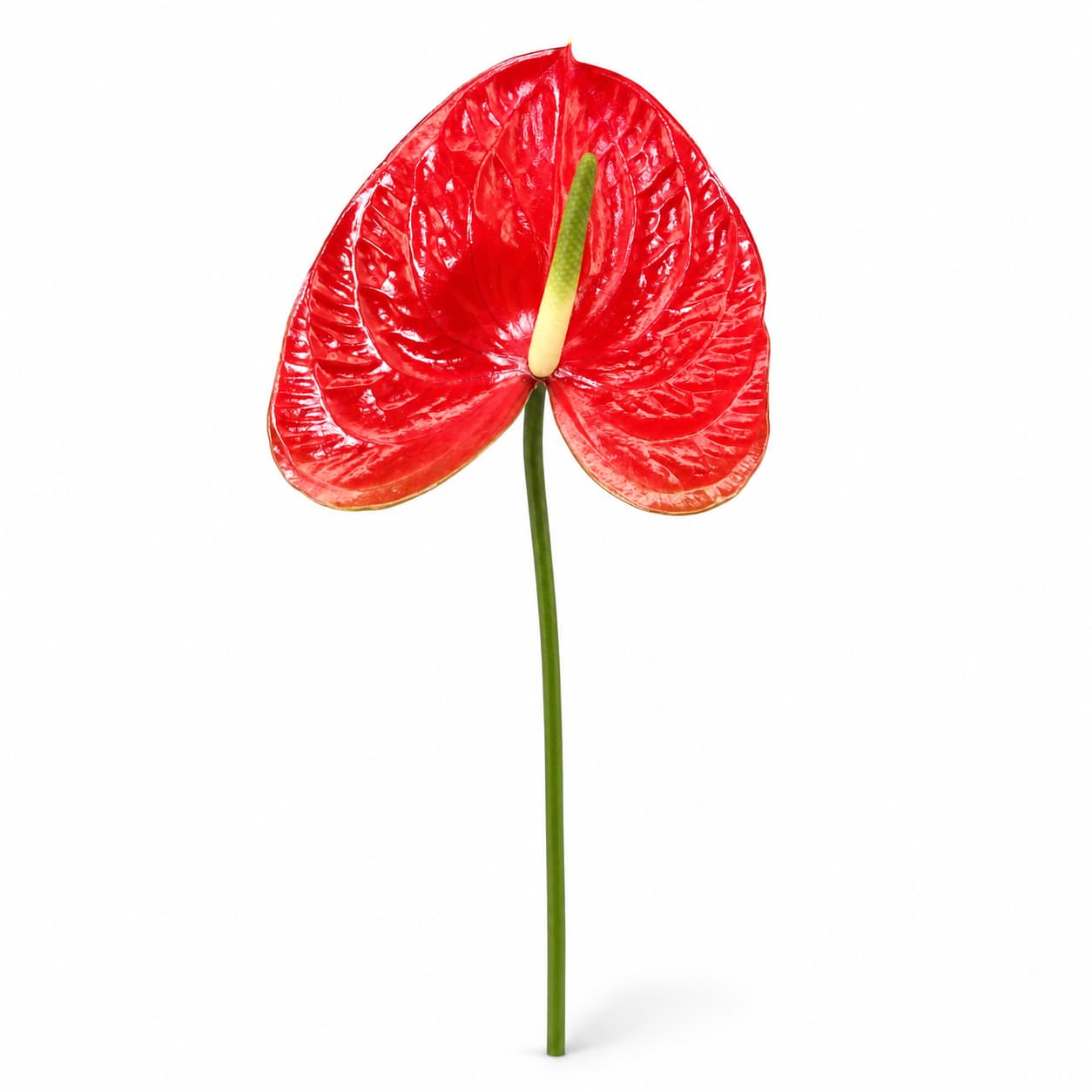Anthurium Red Amor rouge, lot de 10 tiges
