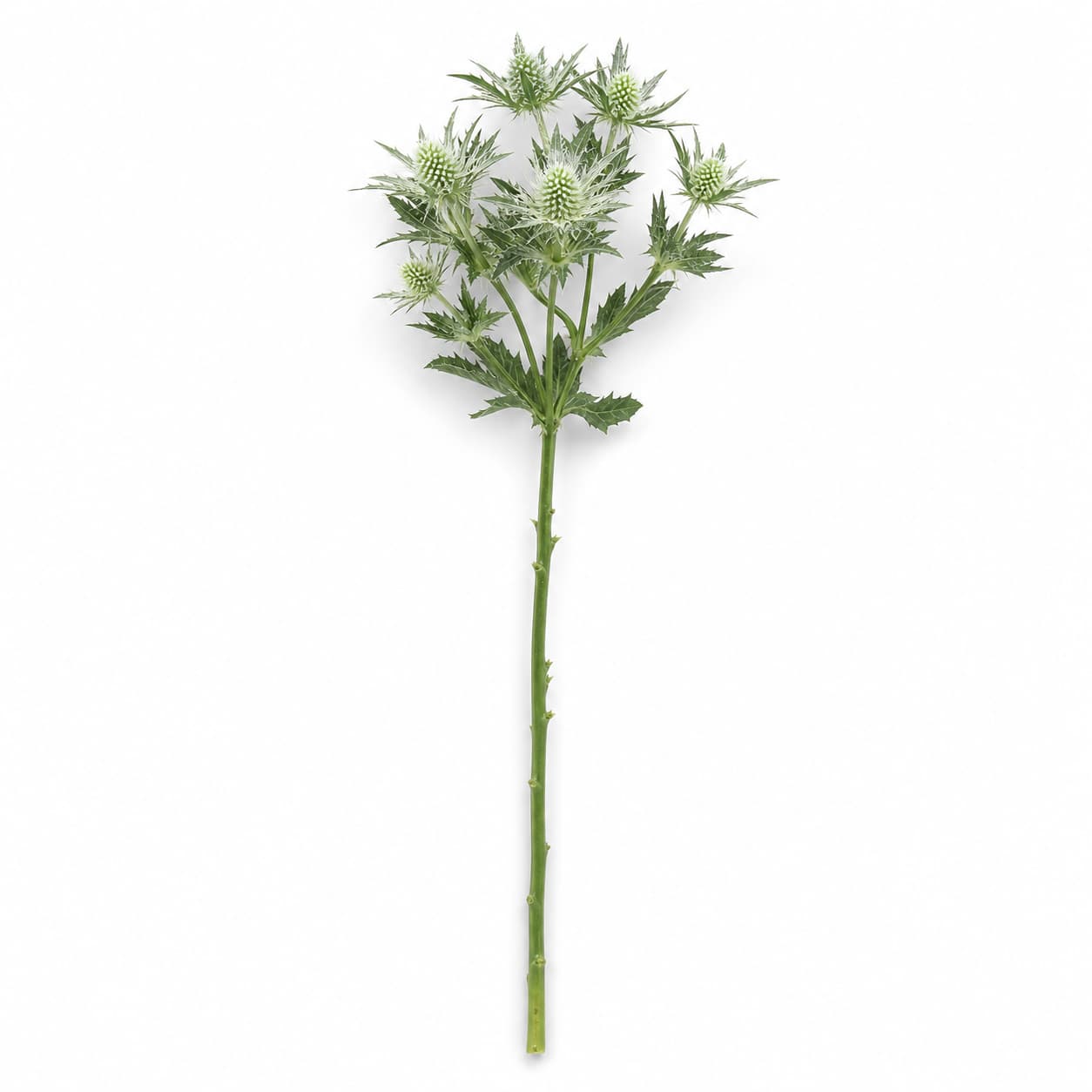 Eryngium Sirius blanc, lot de 10 tiges