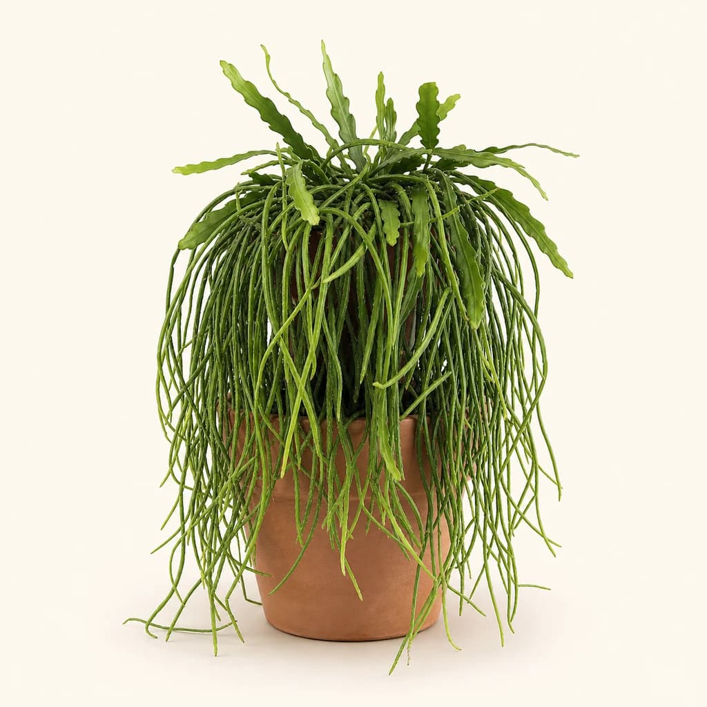 Cactus retombant vert 30 cm