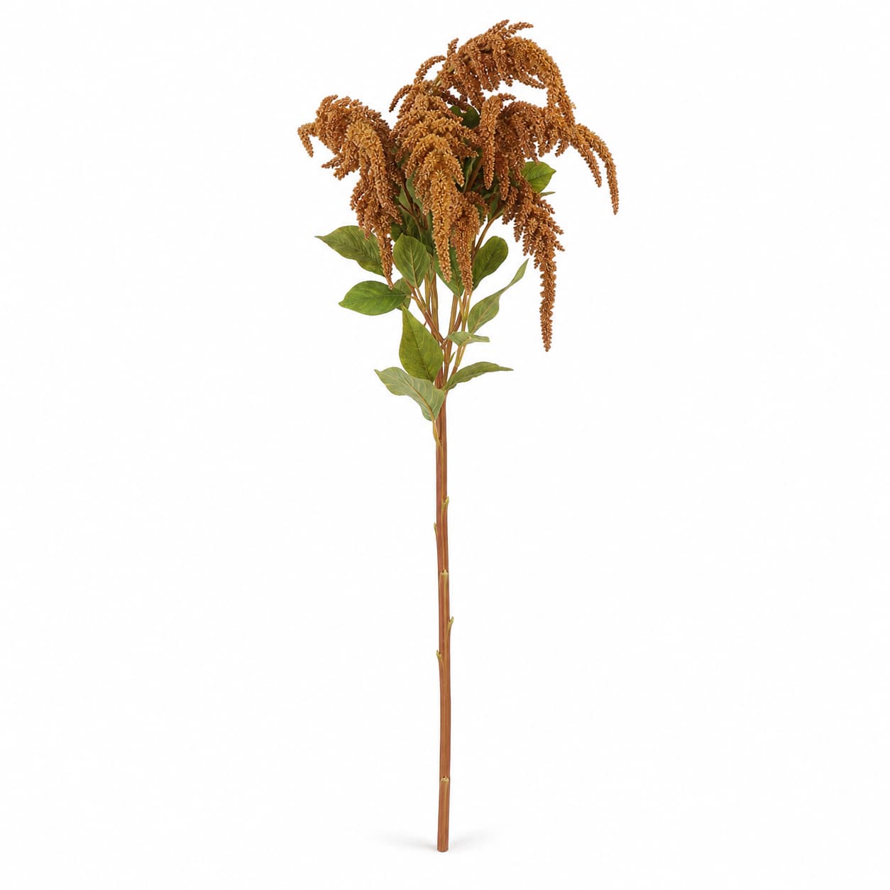 Amaranto Hot Biscuits tella — 10 talos de 80 cm (Amaranthus)
