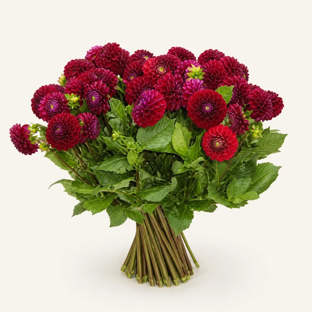 Dalia Ivannetti Granate