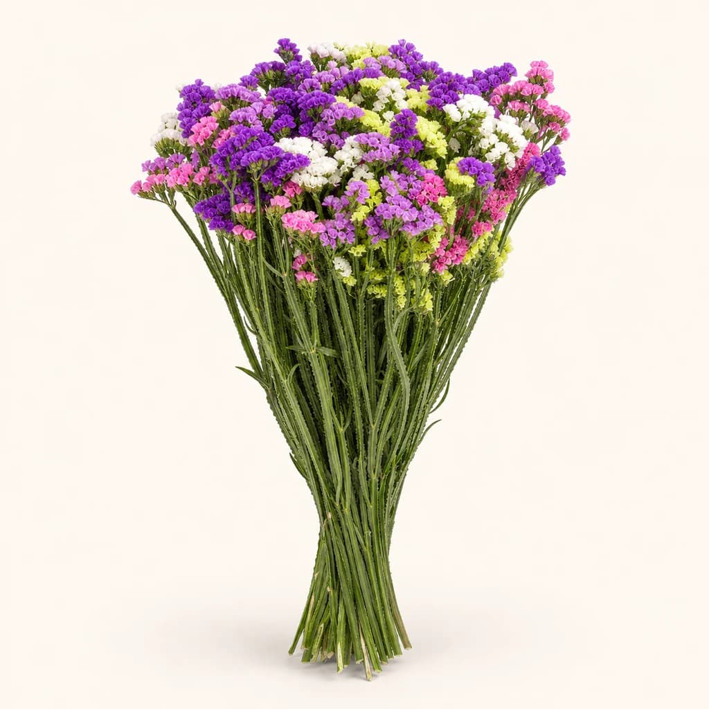 Statice Arlequim Multicor (Limonium sinuatum)