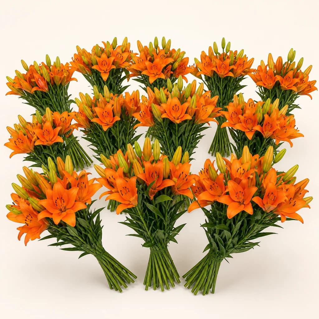 Lys asiatique Honesty orange (Lilium)