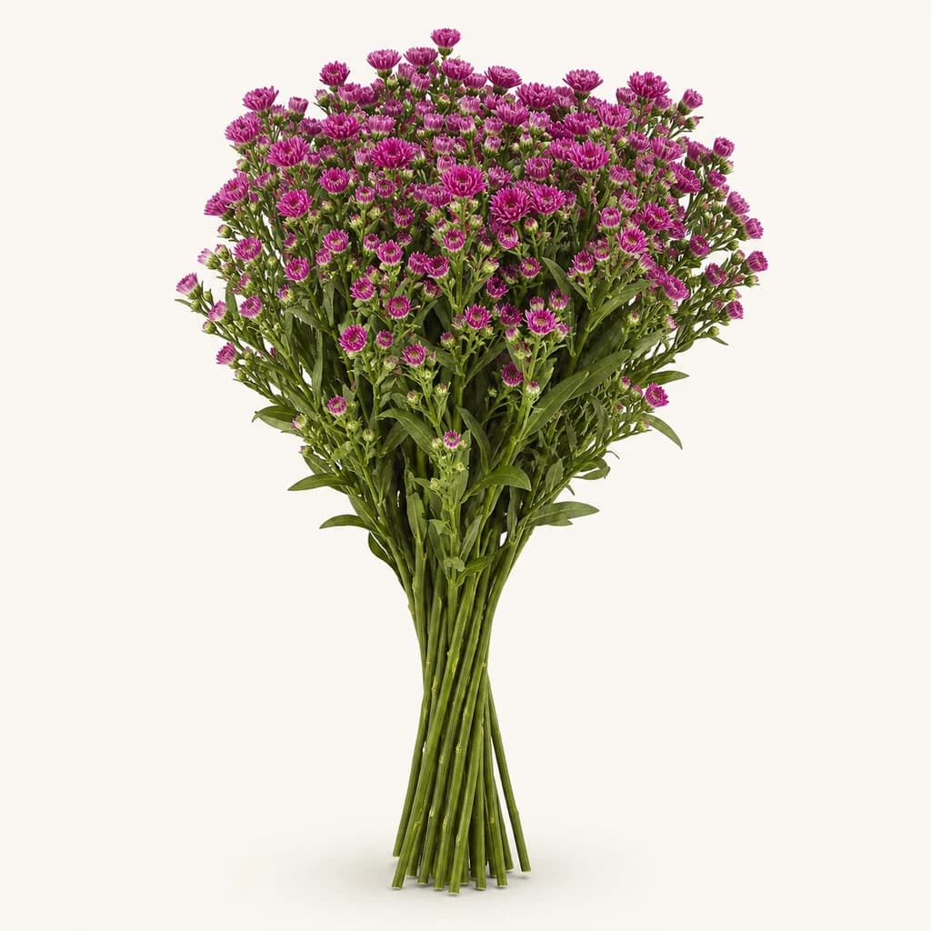 Aster Flash fuchsia