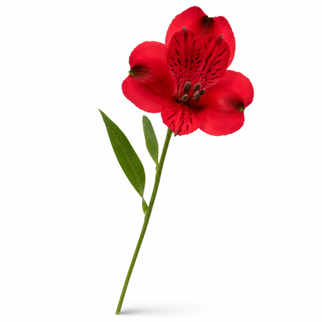 Bouquet d'alstroemères rouges (lis des Incas, Alstroemeria)