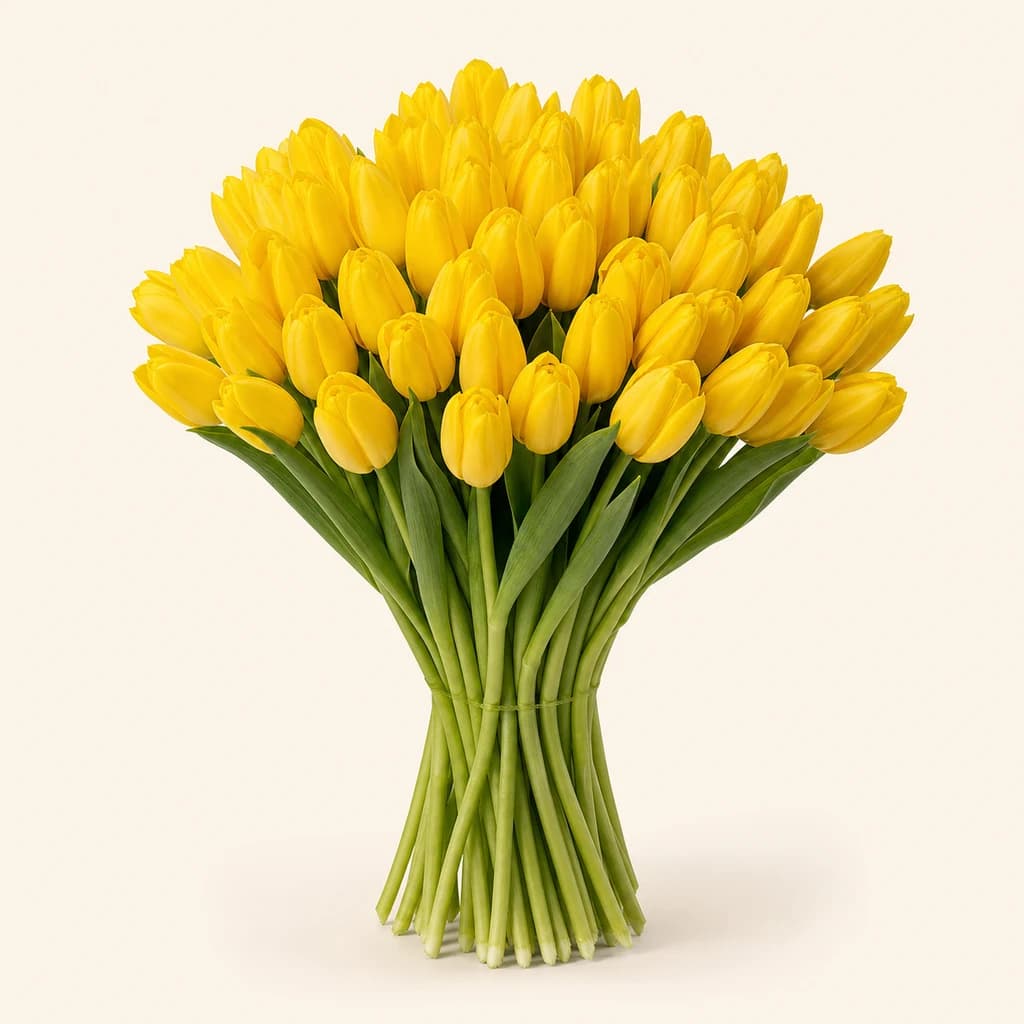 Tulipan Strong Gold, 50 zurtoineko lotea (Tulipa)