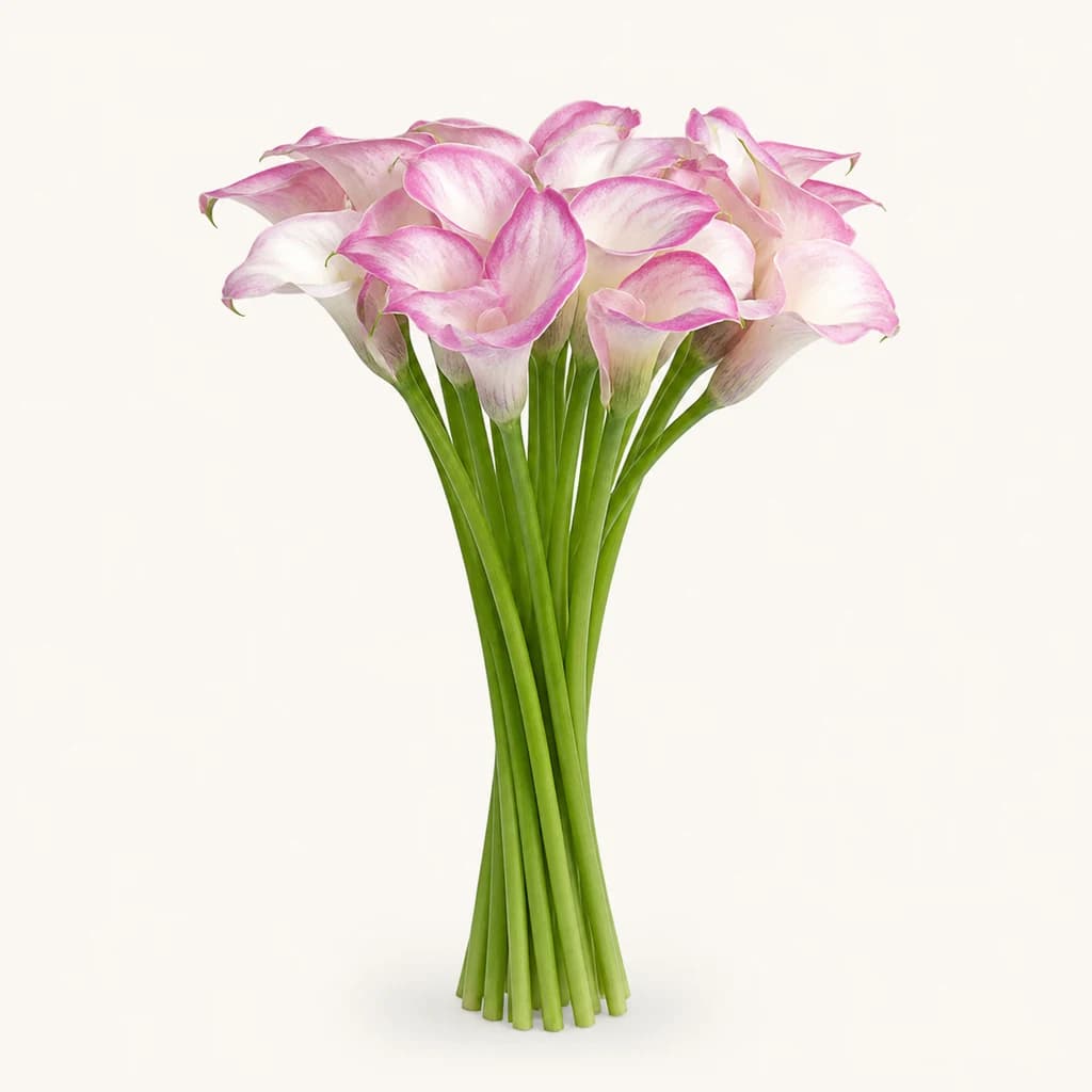 Denver kala bikolorea (Zantedeschia)