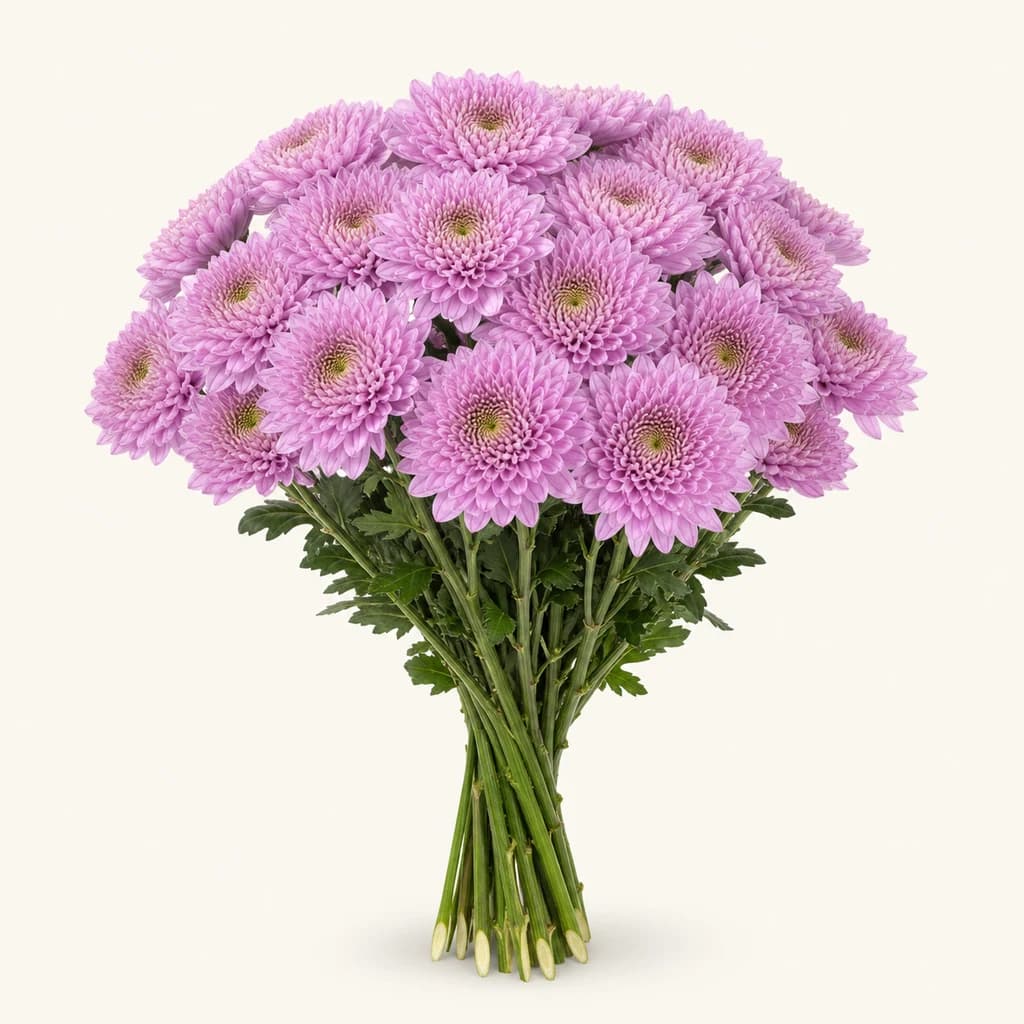 Crisantem uniflora Hot Sweet lavanda, lot de 20 tiges (Chrysanthemum)