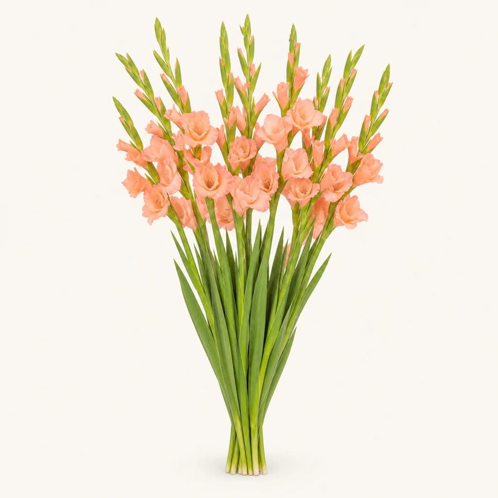 10 gladiolo (Gladiolus) arrosa argi Sugar Babe sorta