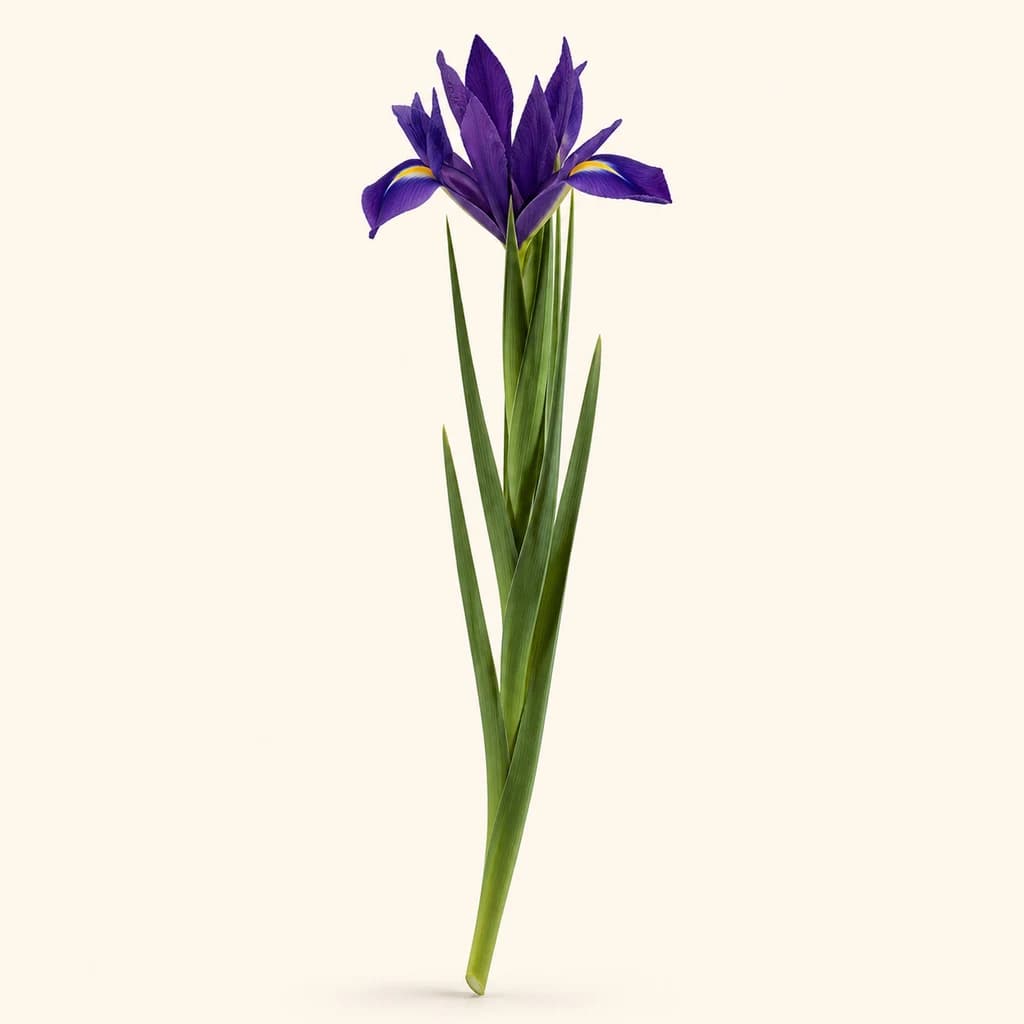 Ram de 50 Iris Blue Magic Blaus