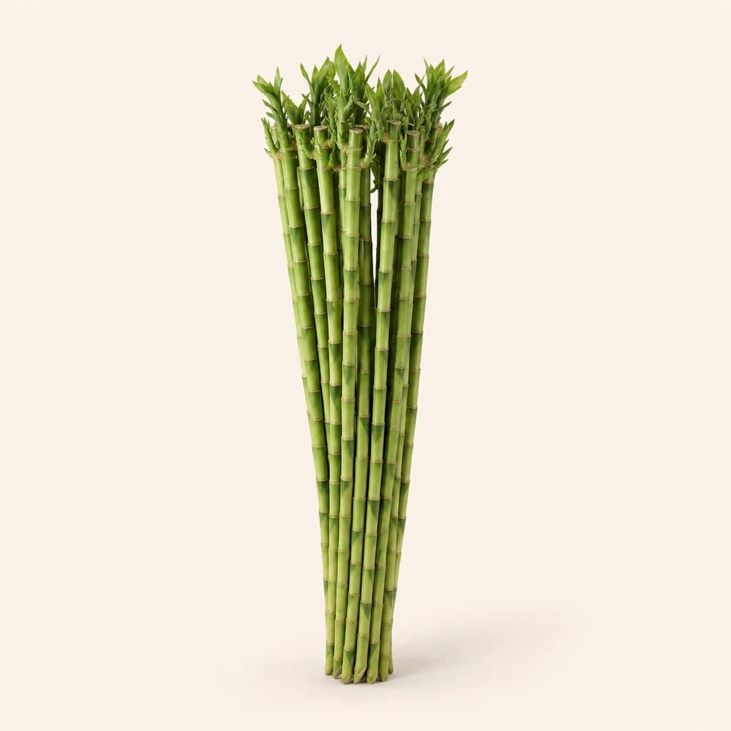 Lucky Bamboo direito (Dracaena sanderiana), lote de 10 hastes