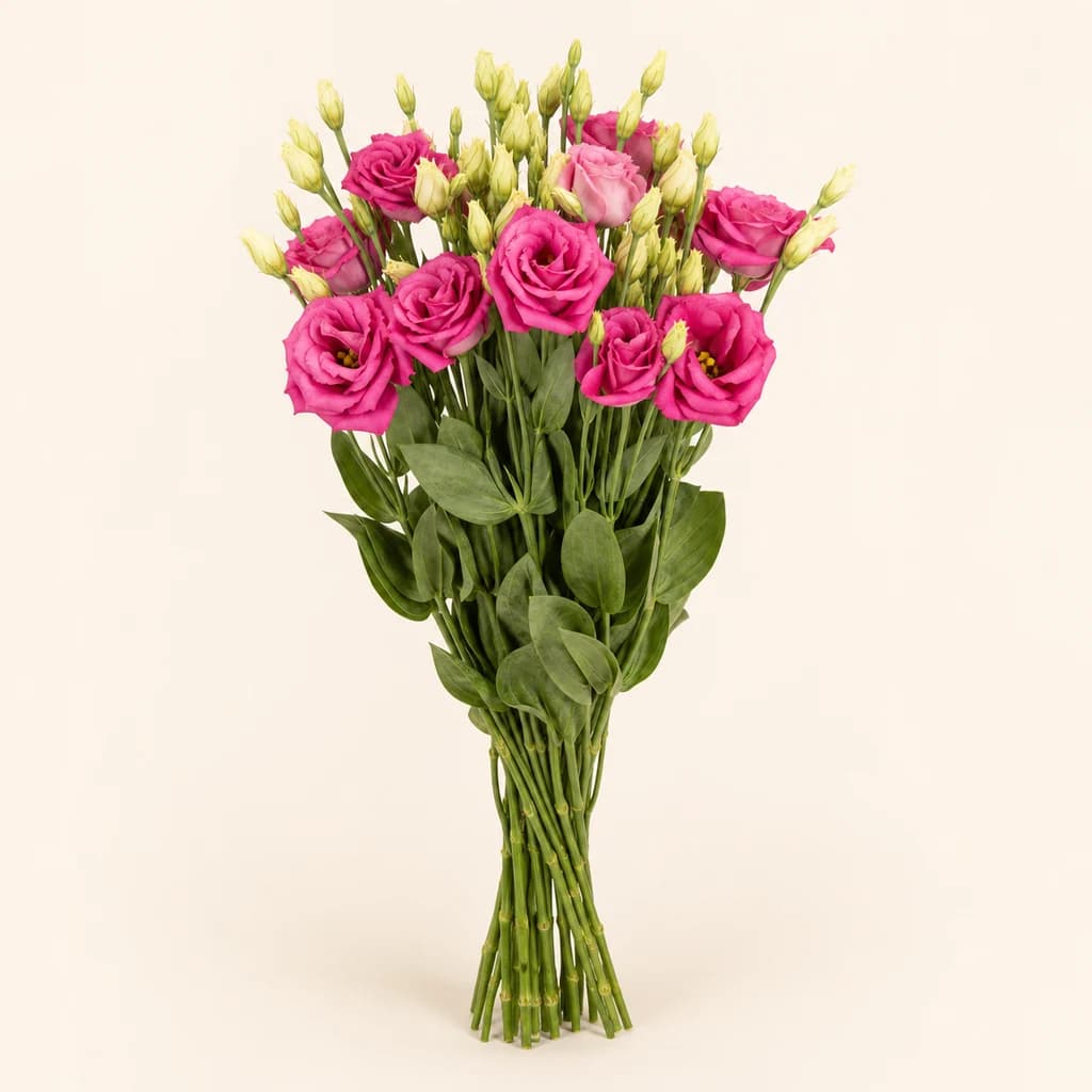 Ramo de 10 lisianthus duplos Hot Pink (Eustoma grandiflorum)