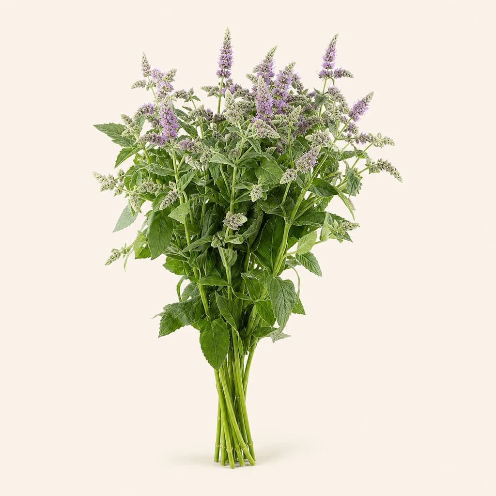 Menta Silver Queen, lot de 10 tiges