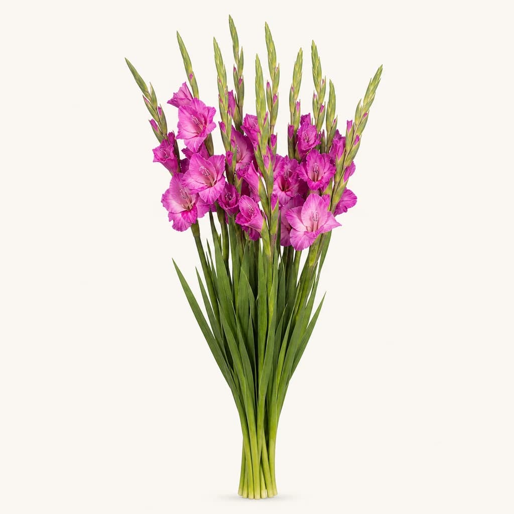 Ramo de 10 Gladiolos Fúcsia Xperience (Gladiolus)