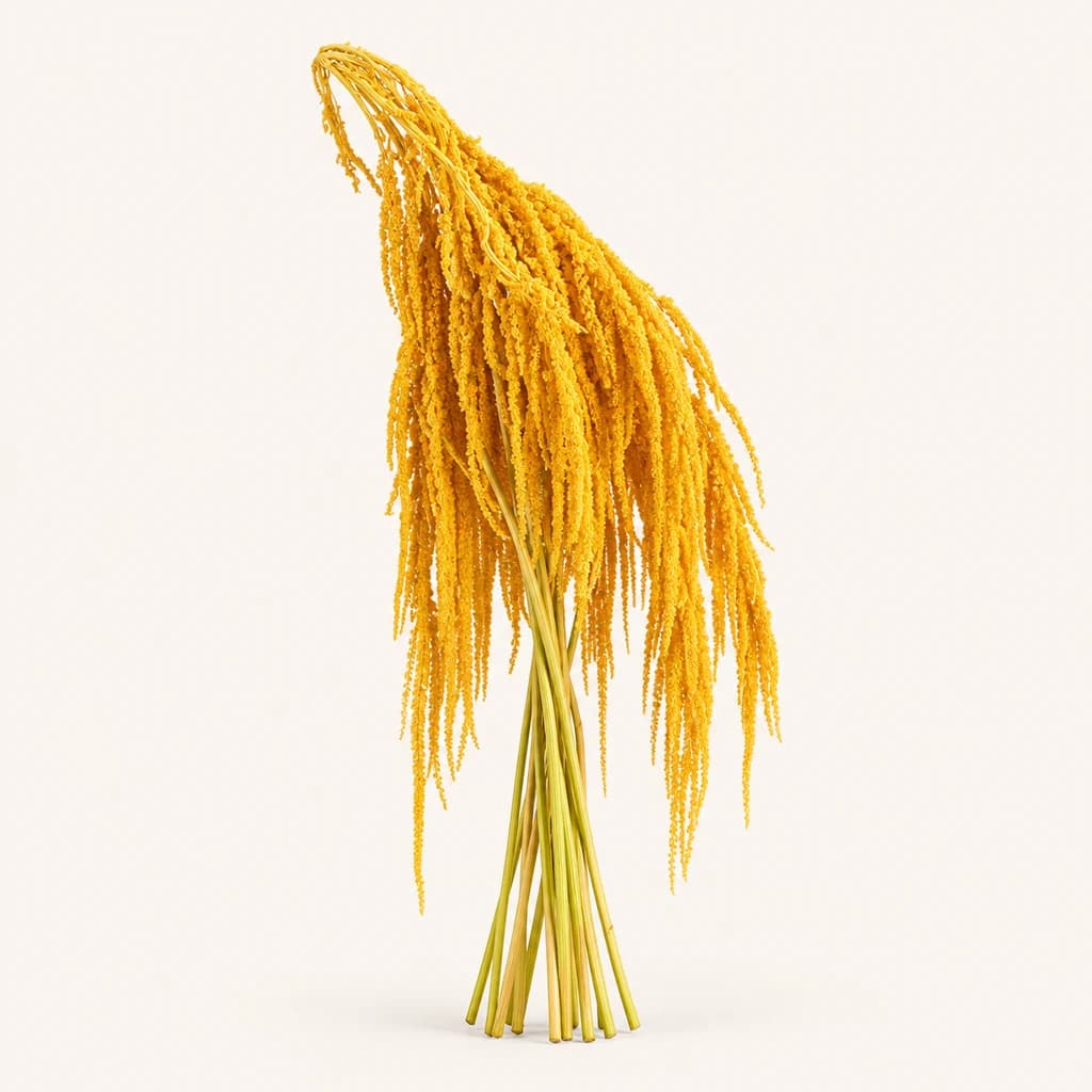 Amaranto preservado amarillo (Amaranthus)