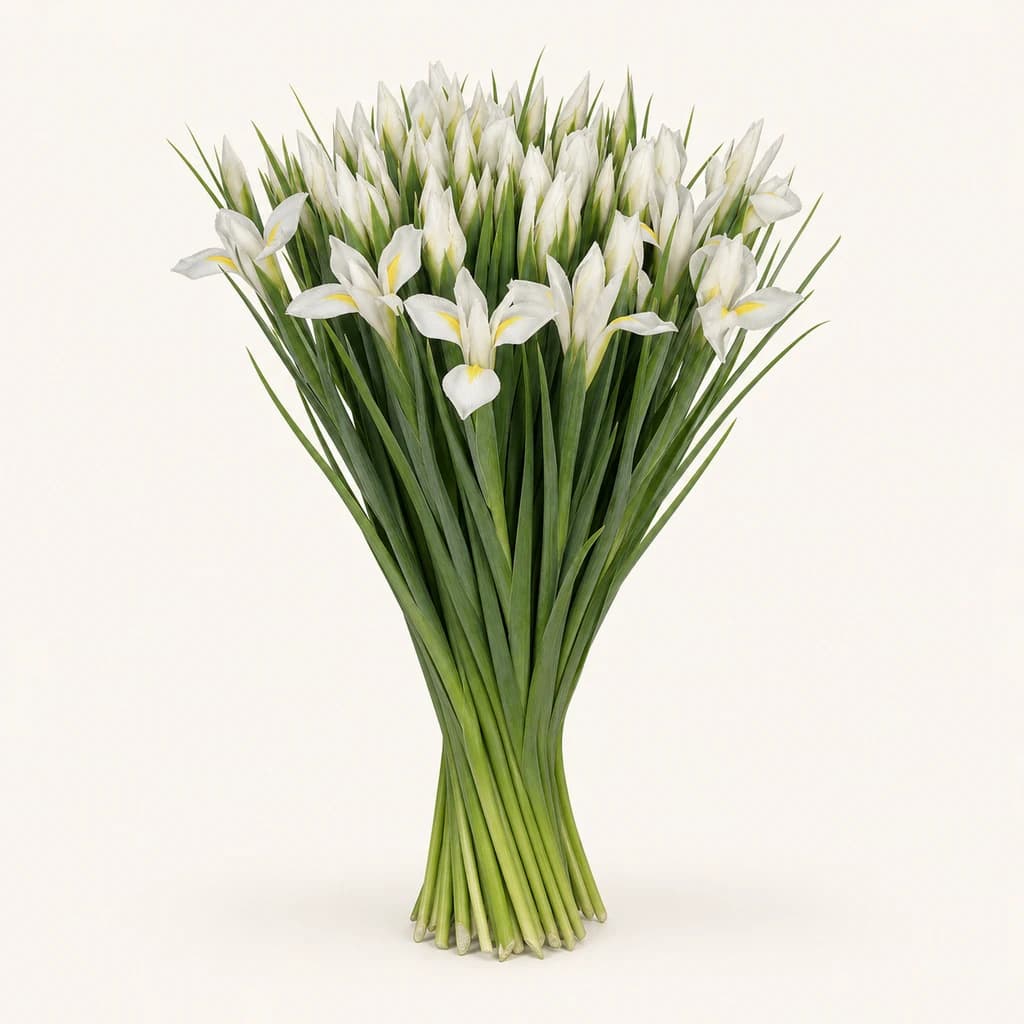 White Magic iris zuri eta horien sorta