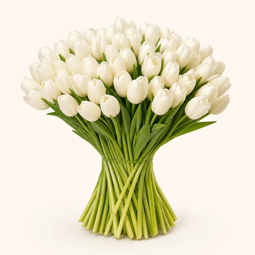 Tulipa Antarctica blanc, lot de 50 tiges