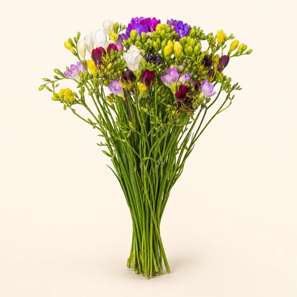 Ram de Freesia spp. (frèsies) multicolor, lot de 50 tiges