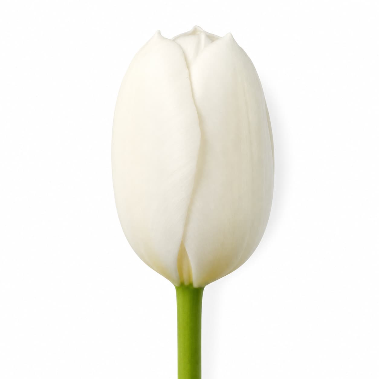 Tulipa Royal Virgin branco, Lote de 50 Hastes