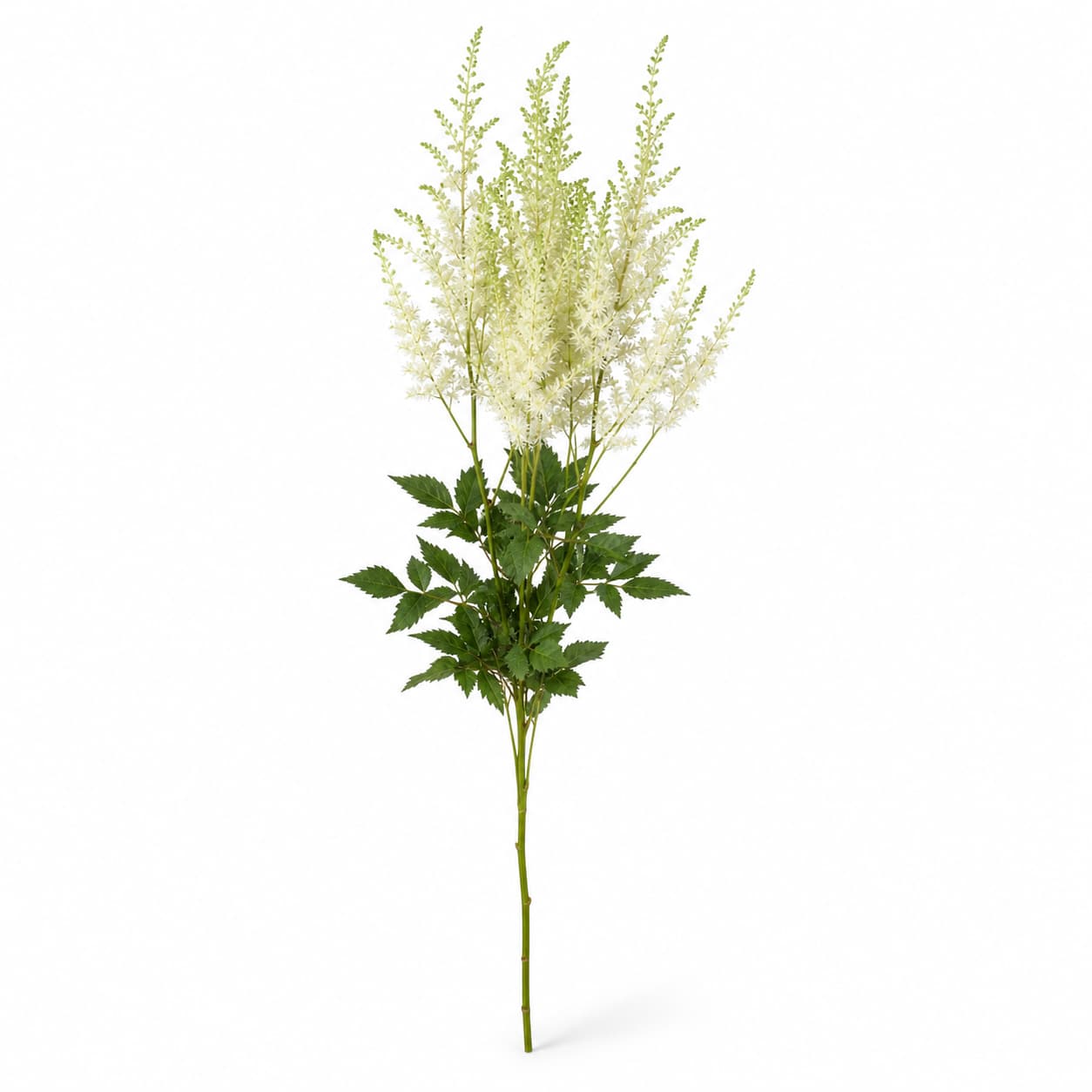 Astilbe Washington blanco