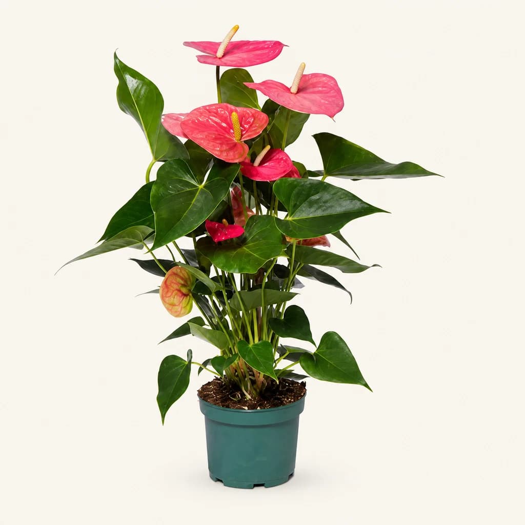 Anthurium Colorado PRO Rosa