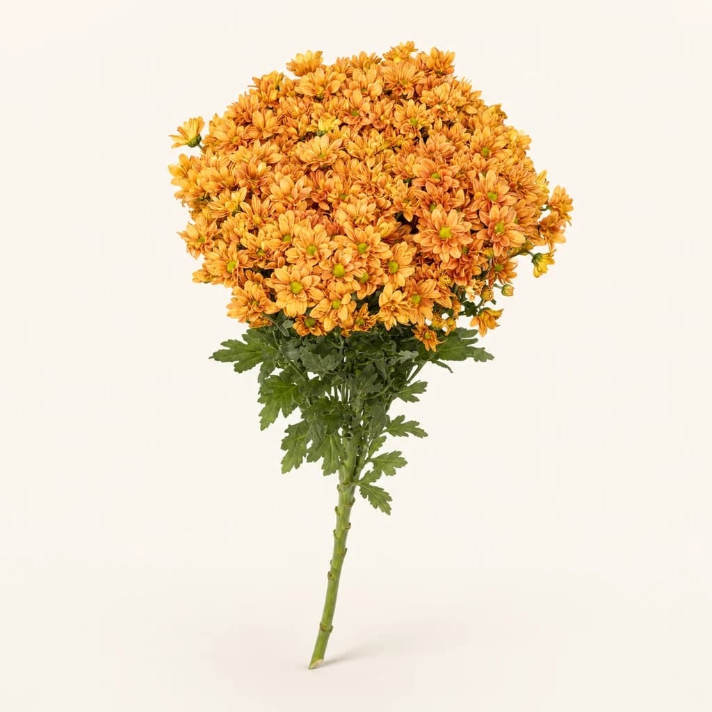 Crisantem santini Ovada taronja, lot de 50 tiges (Chrysanthemum)