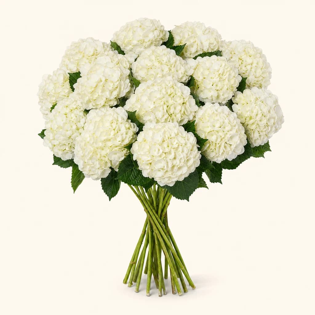Hortênsia branca natural, desde 15 hastes de 60 cm (Hydrangea macrophylla)