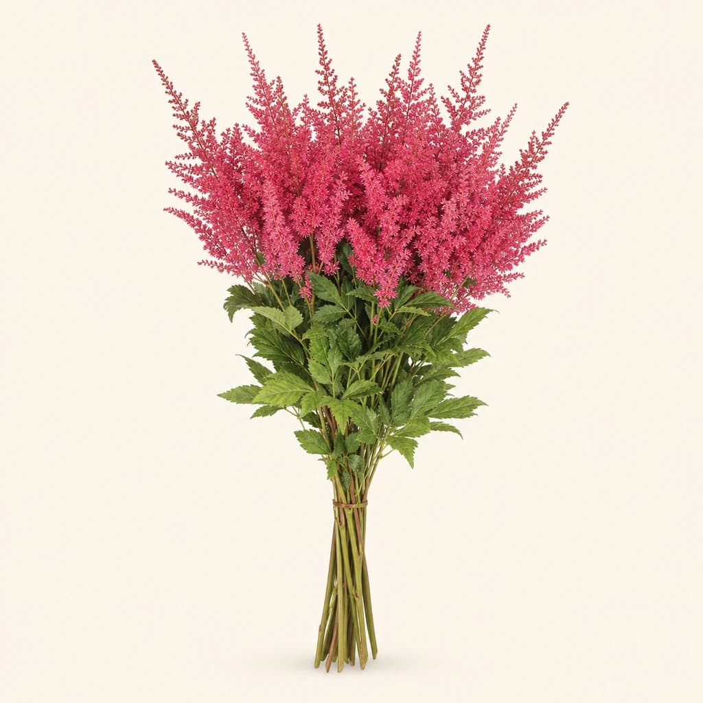 Astilbe Else Schluck cerise, lot de 10 tiges