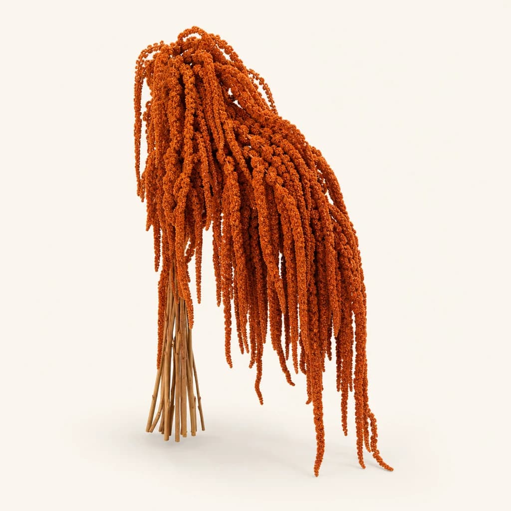 Amaranto preservado azul (Amaranthus)