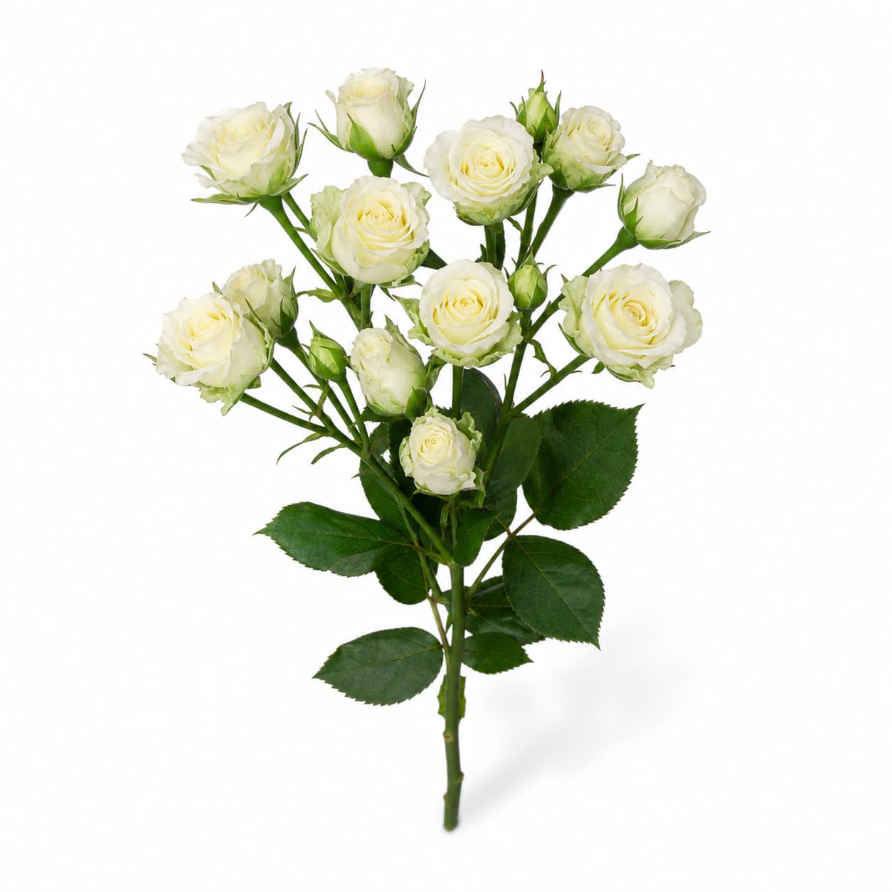 Rose branchue Snowflake blanche (Rosa)