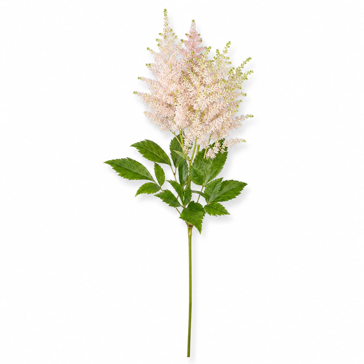 Astilbe Europa rosa, Lote de 10 Tallos