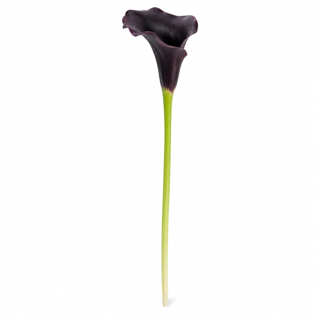 Zantedeschia Odessa txokolatezko kalen sorta